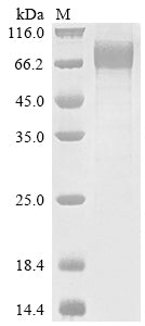 Greater than 90% as determined by SDS-PAGE.Recombinant Human Interleukin-10 Receptor Subunit Alpha (IL10RA) Protein (hFc-Myc)