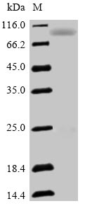 Greater than 90% as determined by SDS-PAGE.Recombinant Human Semaphorin-3F (SEMA3F) Protein (His-Myc)