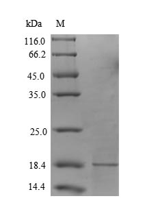 Greater than 90% as determined by SDS-PAGE.Recombinant Human Secretory Phospholipase A2 Receptor (PLA2R1) Protein (His-Myc)