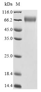 Greater than 90% as determined by SDS-PAGE.Recombinant Human Putative Pregnancy-Specific Beta-1-Glycoprotein 7 (PSG7) Protein (His&Myc)