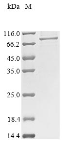Greater than 85% as determined by SDS-PAGE.Recombinant Rabbit Dystroglycan (DAG1) Protein (His&Myc)