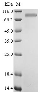 Greater than 85% as determined by SDS-PAGE.Recombinant Bovine Pregnancy-Associated Glycoprotein 1 (PAG1) Protein (hFc)
