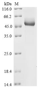 Greater than 90% as determined by SDS-PAGE.Recombinant Mouse Igf-Like Family Receptor 1 (IGFLR1) Protein (hFc)