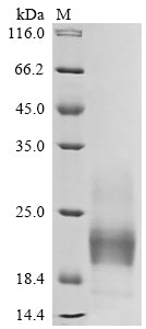 Greater than 90% as determined by SDS-PAGE.