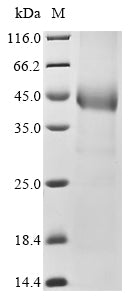 Greater than 90% as determined by SDS-PAGE.Recombinant Human Sushi, Von Willebrand Factor Type A, Egf And Pentraxin Domain-Containing Protein 1 (SVEP1) Protein (hFc)