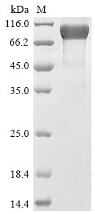 Greater than 85% as determined by SDS-PAGE.Recombinant Human Mucin-16 (MUC16) Protein (Fc-Myc)