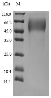 Greater than 95% as determined by SDS-PAGE.Recombinant Human Mucin-16 (MUC16) Protein (His), Active