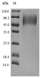 Greater than 95% as determined by SDS-PAGE.