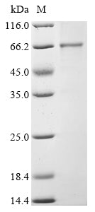 Greater than 85% as determined by SDS-PAGE.