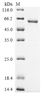 Greater than 90% as determined by SDS-PAGE.Recombinant Mouse Insulin-Like Growth Factor-Binding Protein 7 (IGFBP7) Protein (hFc)