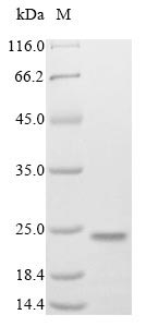 Greater than 85% as determined by SDS-PAGE.Recombinant Mouse Transcription Factor Mafk (MAFK) Protein (His&Myc)