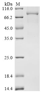 Greater than 90% as determined by SDS-PAGE.Recombinant Mouse Neuronal Pentraxin-1 (NPTX1) Protein (hFc)