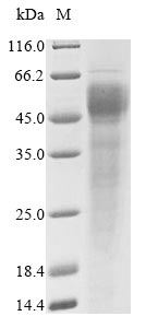 Greater than 85% as determined by SDS-PAGE.Recombinant Human Fc Receptor-Like Protein 6 (FCRL6) Protein (His)