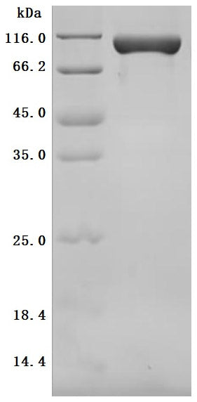 Greater than 95% as determined by SDS-PAGE.Recombinant Mouse Cell Adhesion Molecule 1 (CDCP1) Protein (His), Active