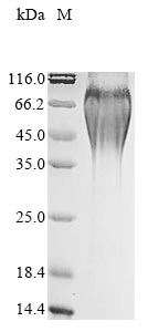 Greater than 90% as determined by SDS-PAGE.Recombinant Mesocricetus Auratus Placenta-Expressed Transcript 1 Protein (PLET1) Protein (His&Myc)