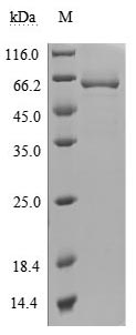 Greater than 95% as determined by SDS-PAGE.Recombinant Human 5'-Nucleotidase (NT5E) Protein (His), Active