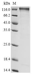 Greater than 90% as determined by SDS-PAGE.Recombinant Mouse Semaphorin-4C (SEMA4C) Protein (mFc)