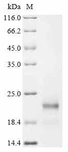Greater than 85% as determined by SDS-PAGE.Recombinant Mouse Ubiquitin-Like Protein Isg15 (ISG15) Protein (His)