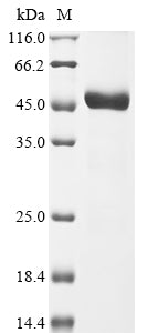 Greater than 90% as determined by SDS-PAGE.Recombinant Mouse Myelin-Oligodendrocyte Glycoprotein (MOG) Protein (hFc)