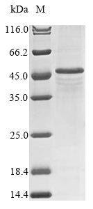 Greater than 85% as determined by SDS-PAGE.Recombinant Chinese Hamster Sialidase-2 (NEU2) Protein (His&Myc)