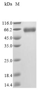 Greater than 90% as determined by SDS-PAGE.Recombinant Mouse Platelet-Activating Factor Acetylhydrolase (PLA2G7) Protein (His&Myc)