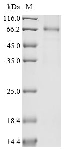 Greater than 85% as determined by SDS-PAGE.Recombinant Human Protein Il-40 (C17ORF99) Protein (hFc)