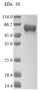 Greater than 90% as determined by SDS-PAGE.