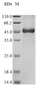 Greater than 85% as determined by SDS-PAGE.Recombinant Human Trna Methyltransferase 10 Homolog C (TRMT10C) Protein (His&Myc)