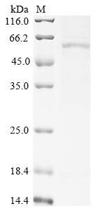 Greater than 85% as determined by SDS-PAGE.Recombinant Human Ras-Related Protein Rab-12 (RAB12) Protein (hFc)
