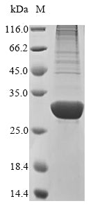Greater than 85% as determined by SDS-PAGE.Recombinant Human Angiopoietin-Like Protein 8 (ANGPTL8) Protein (His&Myc)