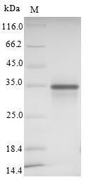 Greater than 90% as determined by SDS-PAGE.Recombinant Human Sialic Acid-Binding Ig-Like Lectin 15 (SIGLEC15) Protein (His)