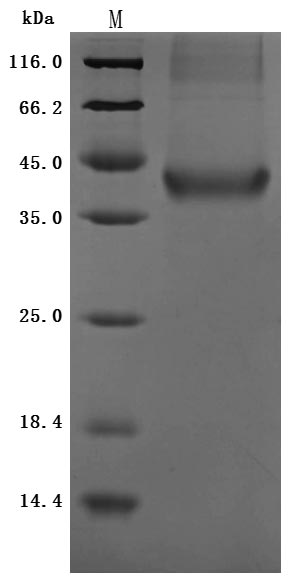 Greater than 95% as determined by SDS-PAGE.Recombinant Human Insulin Growth Factor-Like Family Member 1 (IGFL1) Protein (hFc), Active