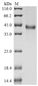 Greater than 90% as determined by SDS-PAGE.Recombinant Human Insulin Growth Factor-Like Family Member 1 (IGFL1) Protein (mFc)