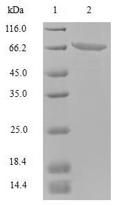 Greater than 90% as determined by SDS-PAGE.Recombinant Norwalk Virus Capsid Protein Vp1 (ORF2) Protein (Flag-Myc)