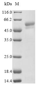 Greater than 85% as determined by SDS-PAGE.Recombinant Human Serpin A9 (SERPINA9) Protein (His&Myc)
