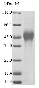 Greater than 90% as determined by SDS-PAGE.Recombinant Human V-Set And Immunoglobulin Domain-Containing Protein 1 (VSIG1) Protein (His)