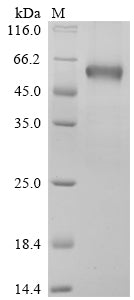 Greater than 90% as determined by SDS-PAGE.Biotinylated Recombinant Human B- And T-Lymphocyte Attenuator (BTLA) Protein (mFc-Avi)