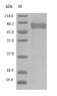 Greater than 90% as determined by SDS-PAGE.Recombinant Human B- And T-Lymphocyte Attenuator (BTLA) Protein (hFc-Myc), Active