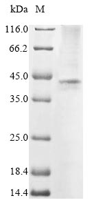 Greater than 85% as determined by SDS-PAGE.Recombinant Human Valacyclovir Hydrolase (BPHL) Protein (His&Myc)