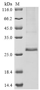 Greater than 85% as determined by SDS-PAGE.Recombinant Human Protein Rd3 (RD3) Protein (His)