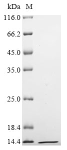 Greater than 90% as determined by SDS-PAGE.