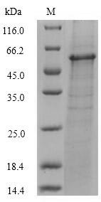 Greater than 90% as determined by SDS-PAGE.Recombinant Vibrio Vulnificus Fe/S Biogenesis Protein Nfua (NFUA) Protein (hFc)
