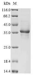 Greater than 85% as determined by SDS-PAGE.Recombinant Human Humanin (MT-RNR2) Protein (hFc)