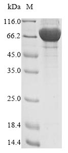 Greater than 90% as determined by SDS-PAGE.Recombinant Human Extracellular Serine/Threonine Protein Kinase Fam20C (FAM20C) Protein (His&Myc)