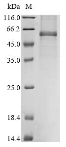 Greater than 85% as determined by SDS-PAGE.