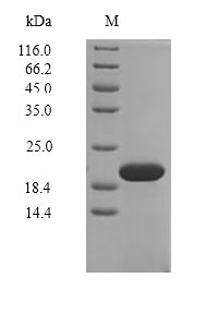 Greater than 90% as determined by SDS-PAGE.