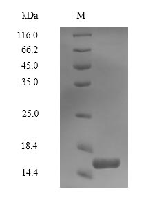 Greater than 90% as determined by SDS-PAGE.Recombinant Human Perilipin-4 (PLIN4) Protein (His-Myc)