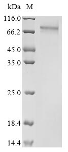 Greater than 85% as determined by SDS-PAGE.Recombinant Human Upf0565 Protein C2Orf69 (C2ORF69) Protein (hFc)