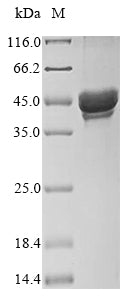 Greater than 85% as determined by SDS-PAGE.Recombinant Mouse Chitinase Domain-Containing Protein 1 (CHID1) Protein (His-Myc)