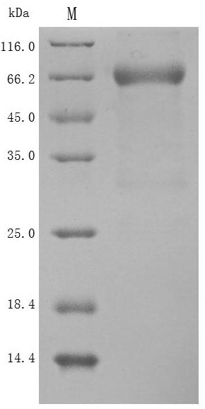 Greater than 90% as determined by SDS-PAGE.Recombinant Human Semaphorin-4D (SEMA4D) Protein (His), Active